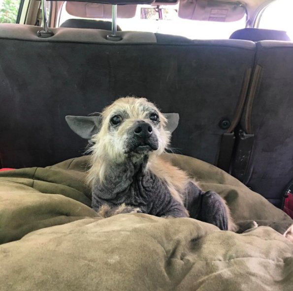 Couple Find Hairless Dog In Rural Pennsylvania And Decide To Adopt Him