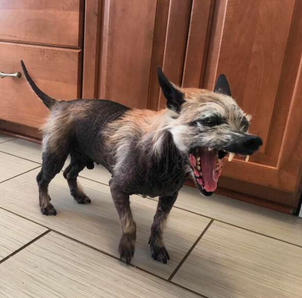 Rescue dog yawning in funny way