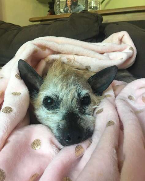 Rescue dog snuggled up in blanket