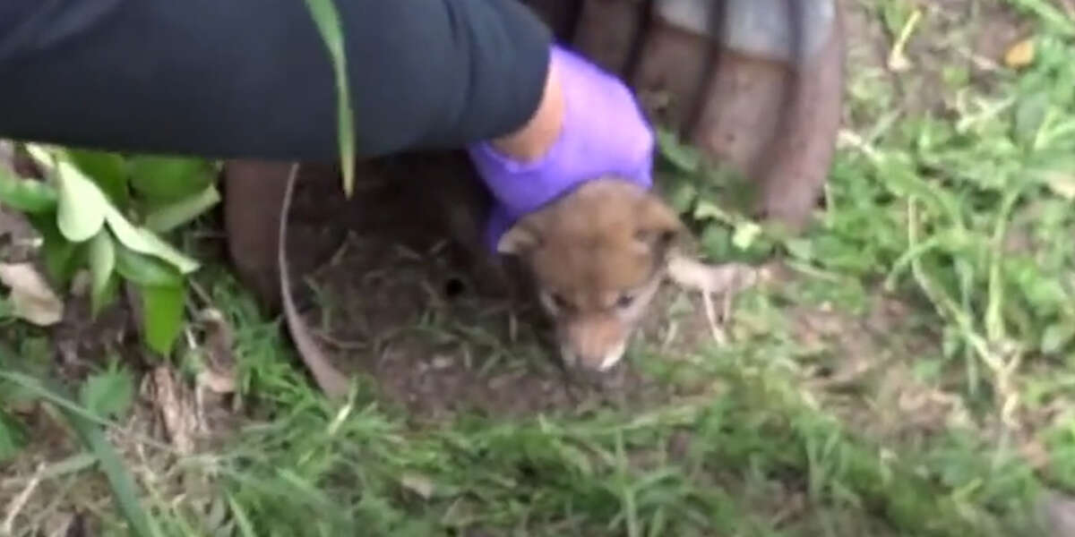 Baby Coyotes Get Help From The Nicest Rescuers - Videos - The Dodo