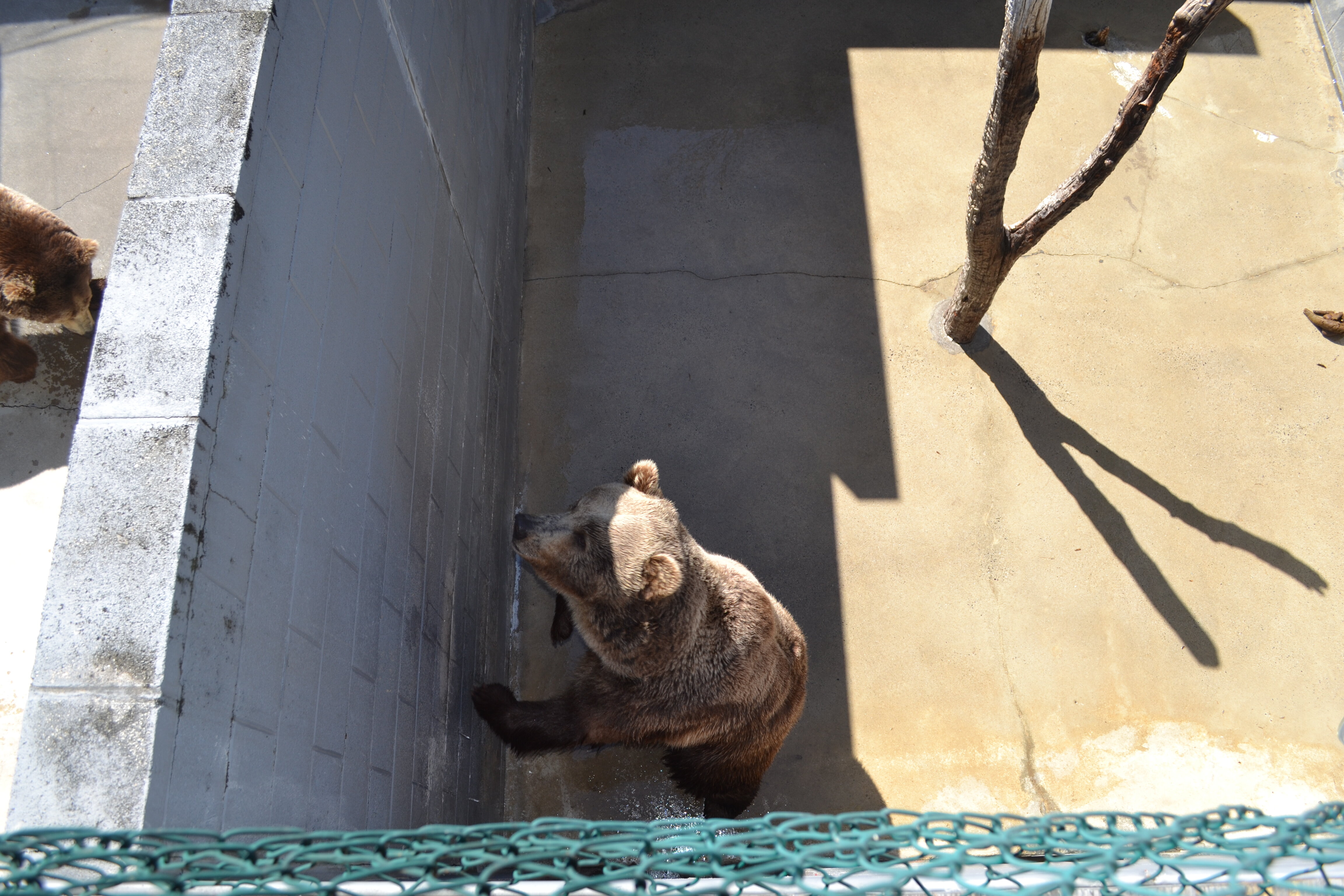 Grizzlies At The Cherokee Bear Zoo In North Carolina May Soon Be Free