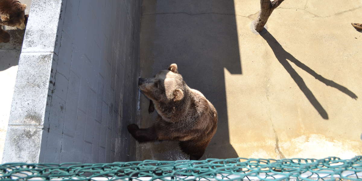 Grizzlies At The Cherokee Bear Zoo In North Carolina May Soon Be Free ...
