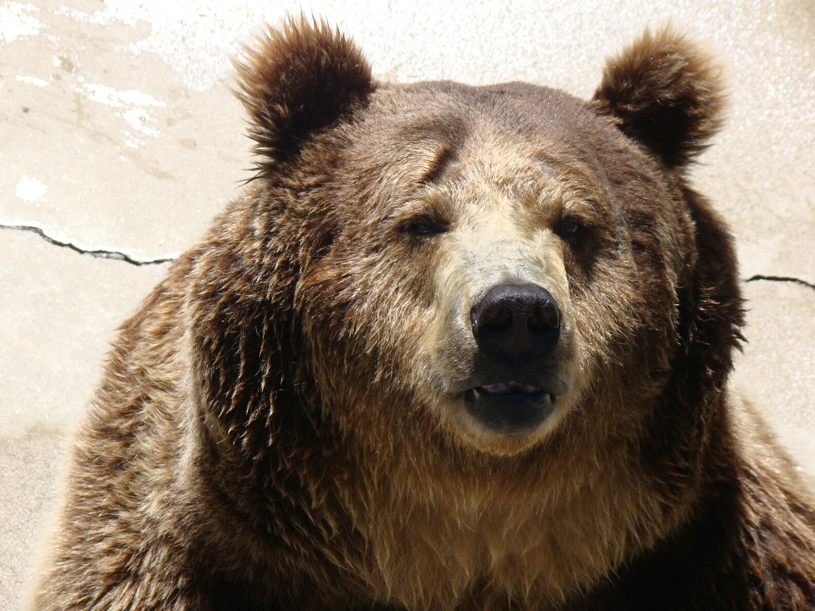 Grizzlies At The Cherokee Bear Zoo In North Carolina May Soon Be Free ...