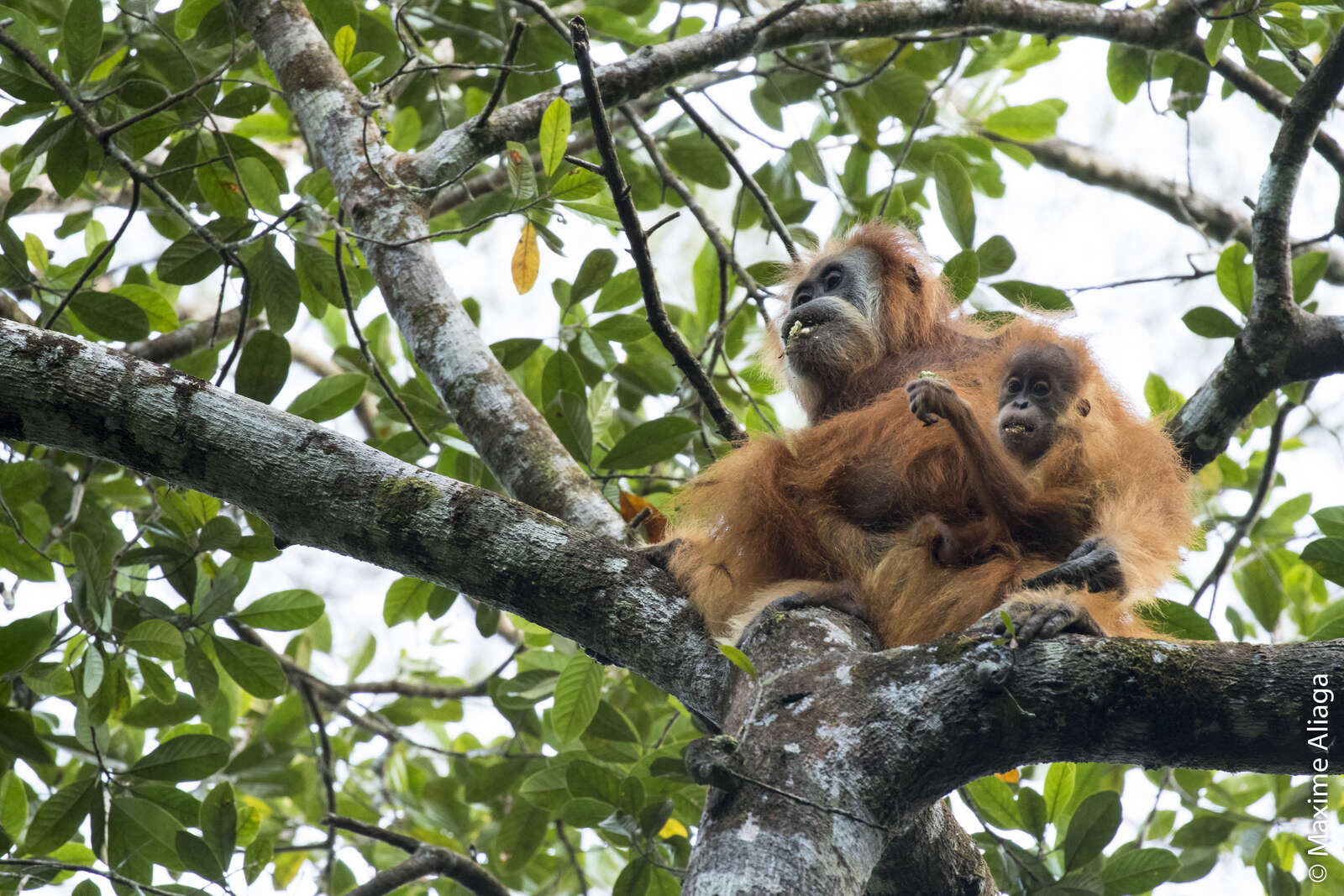 Newly discovered Tapanuli orangutan in Indonesia