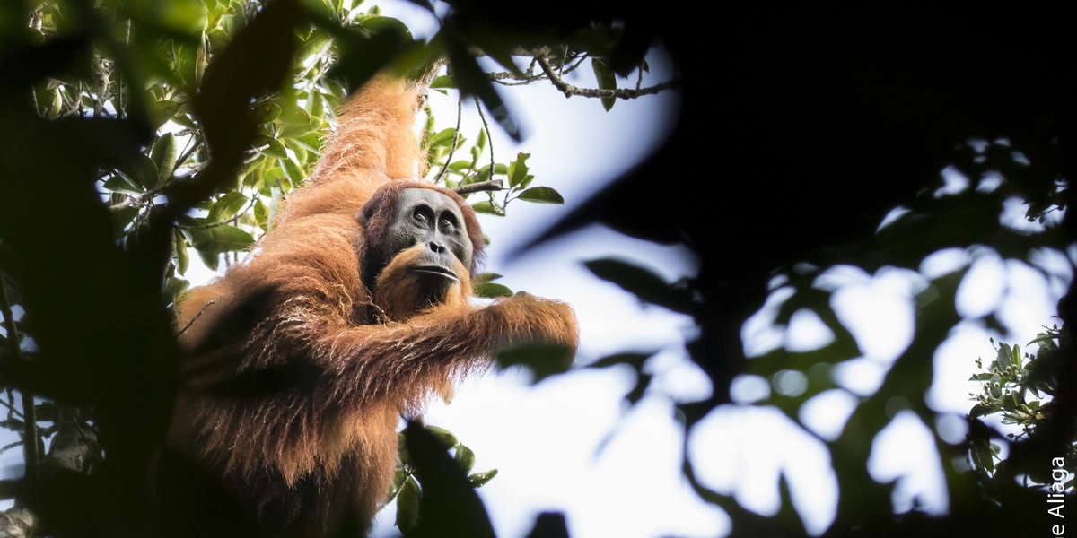 New Species Of Great Ape Discovered In Borneo - The Dodo