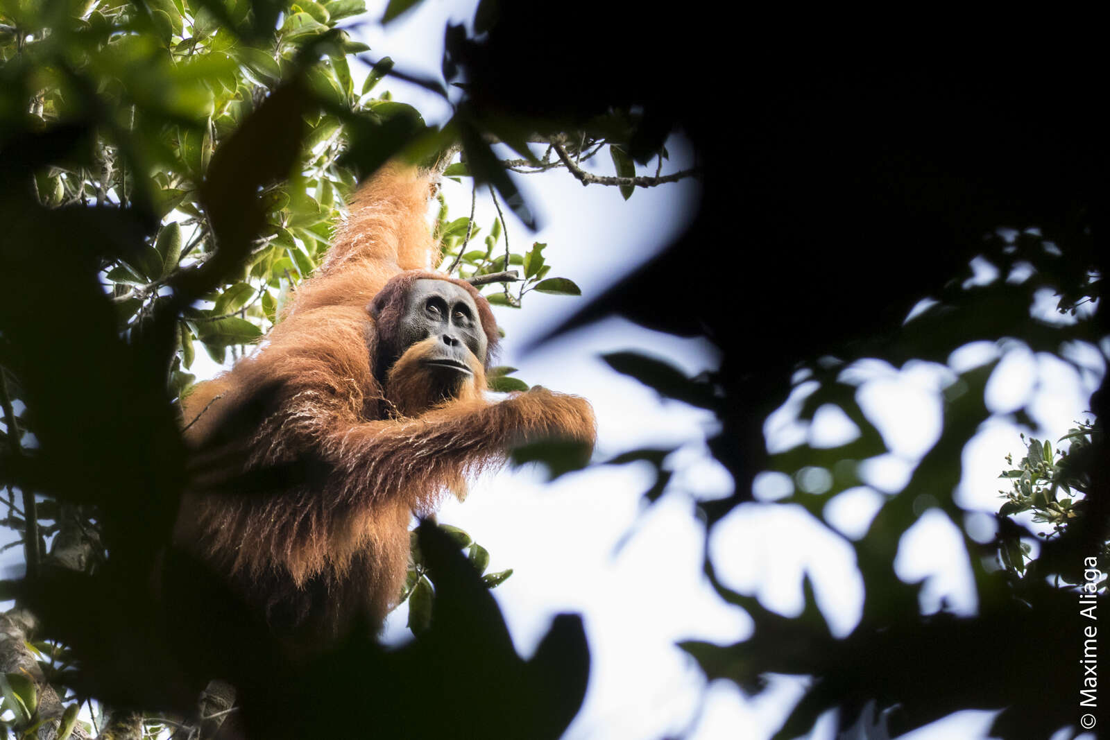 Ekorn Ape China Backed Sumatran Dam Threatens The Rarest Ape In The