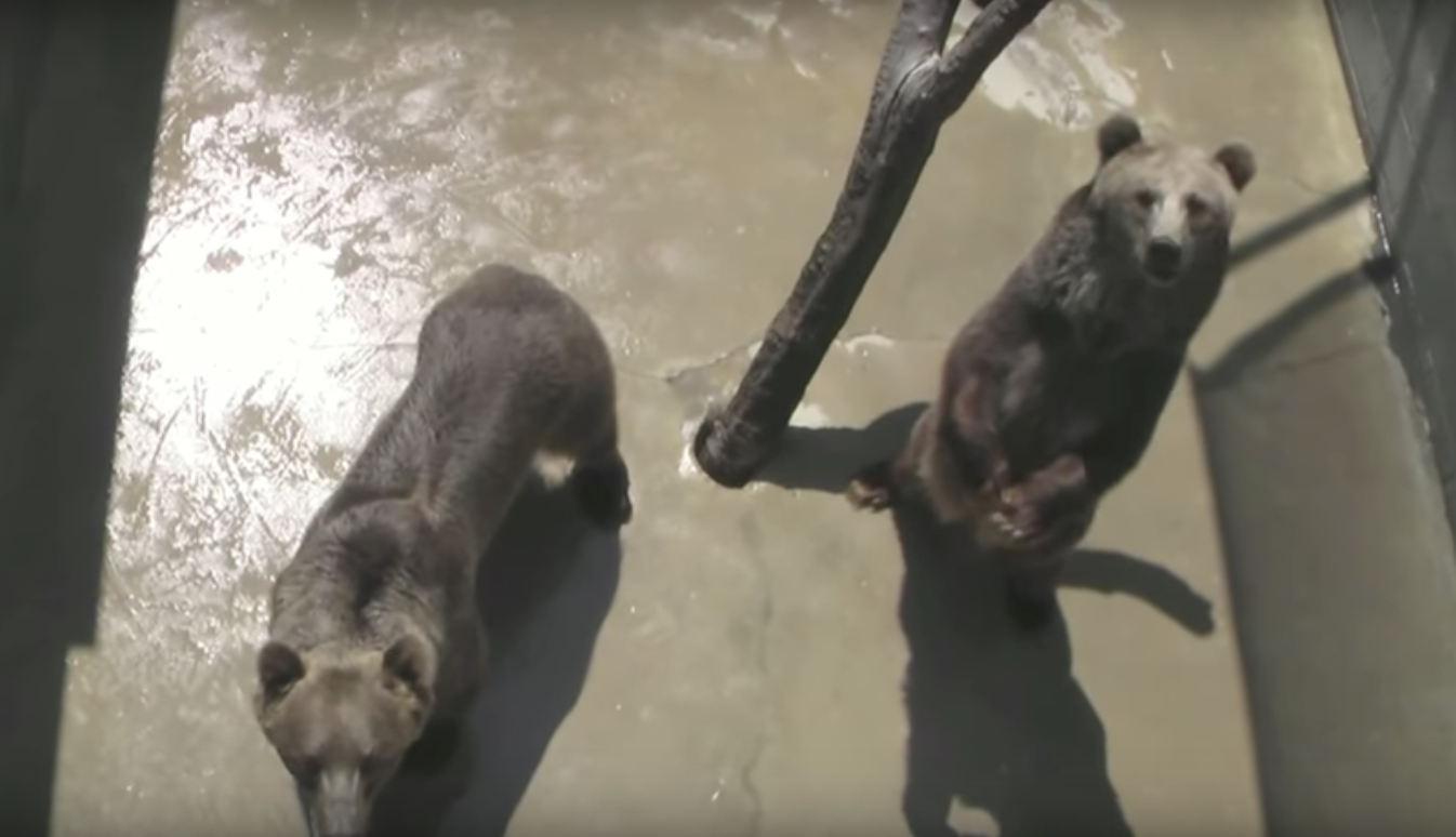 Grizzlies At The Cherokee Bear Zoo In North Carolina May Soon Be Free ...
