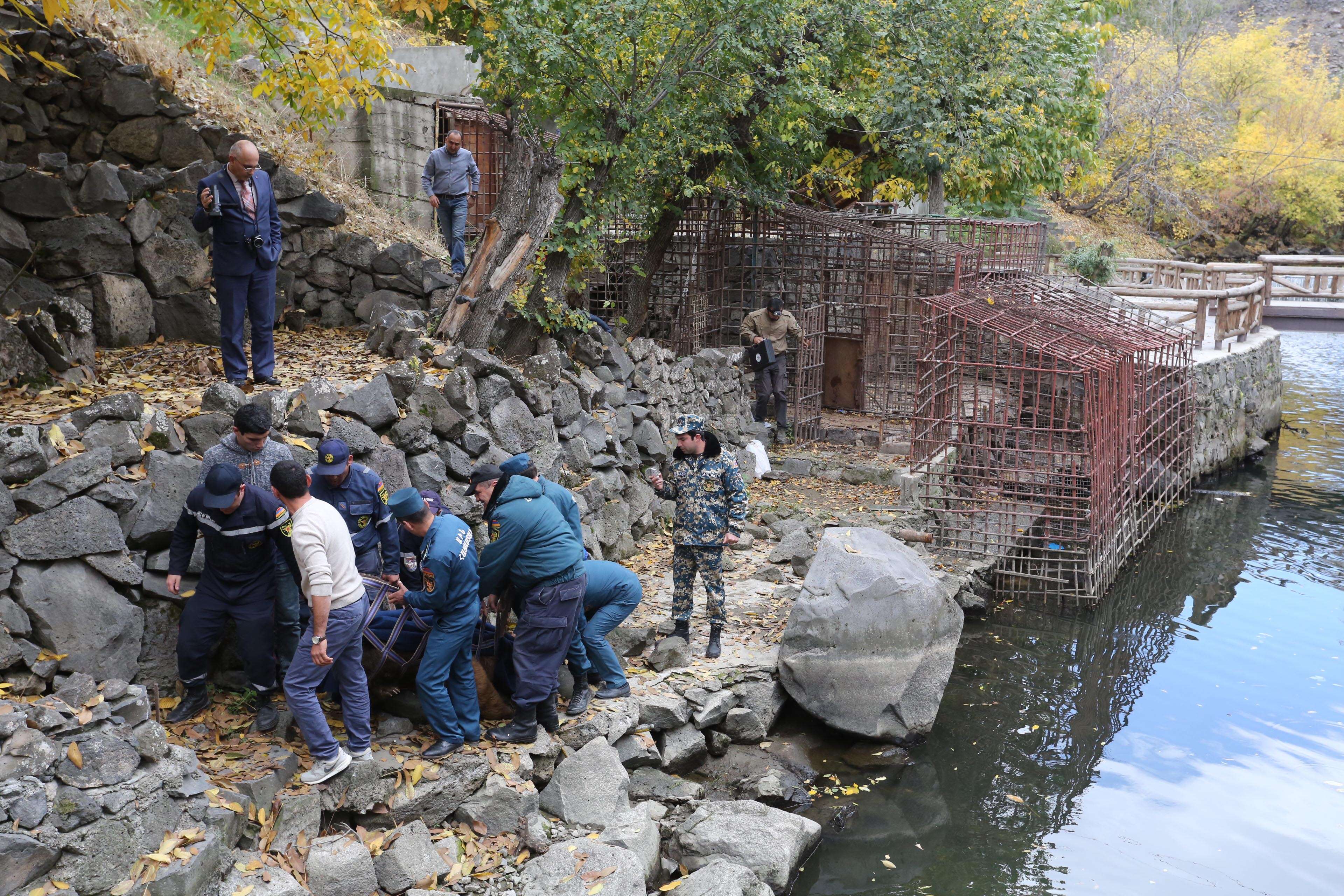 Rescuers dragging away brown bear from his cage