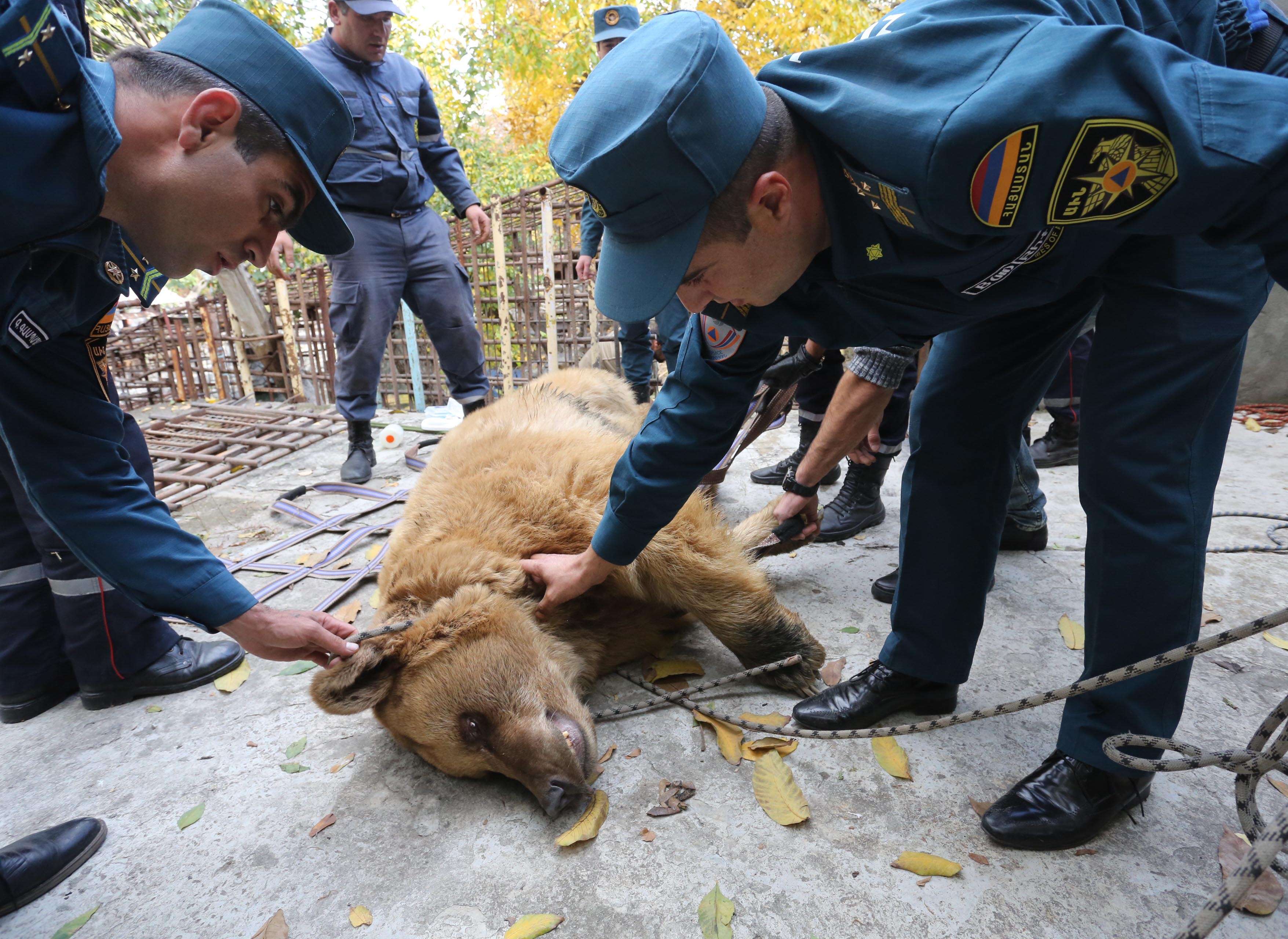 Rescuers hauling a brown bear out of his enclosure