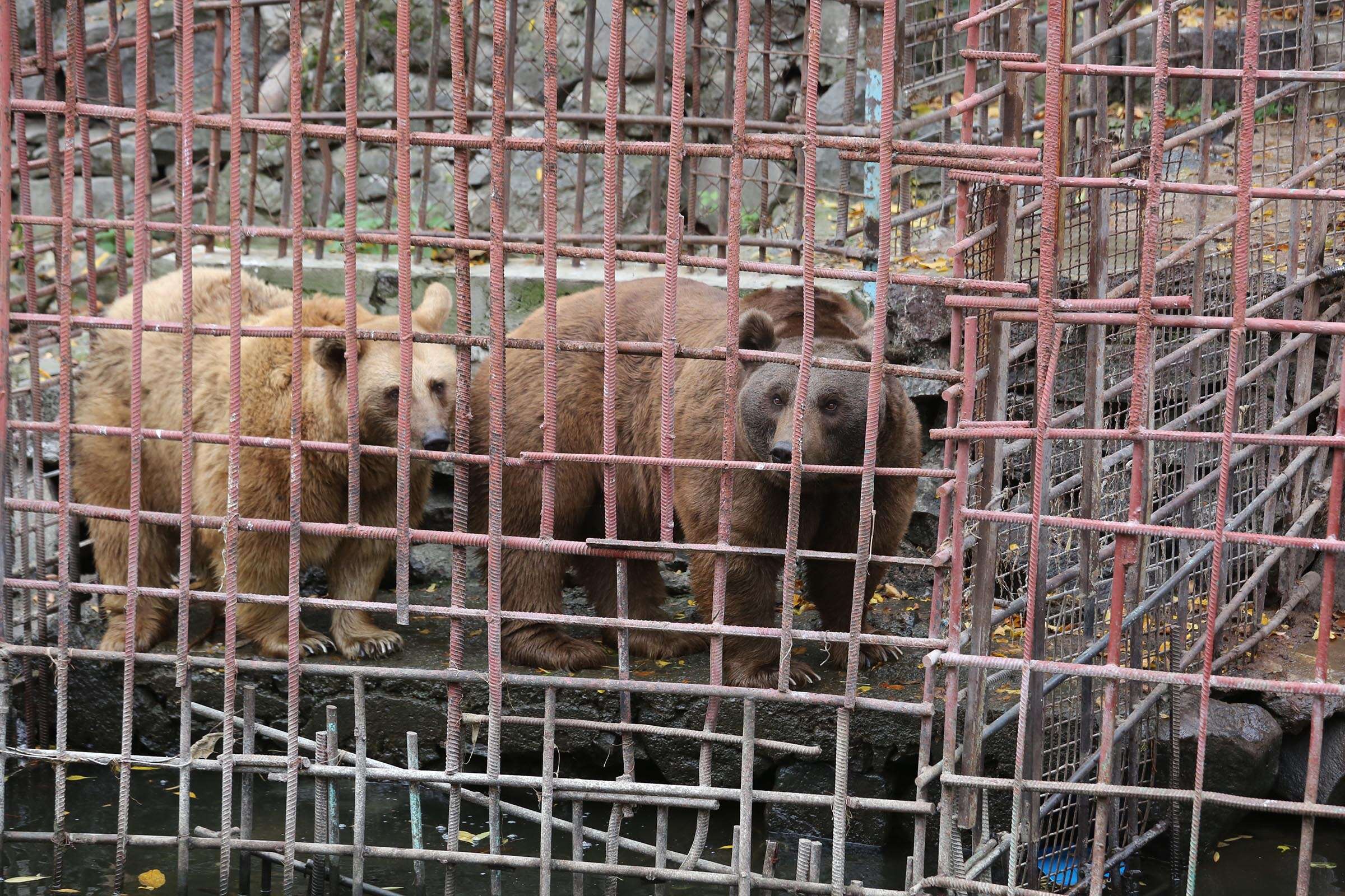 Two brown bears in tiny cage above river