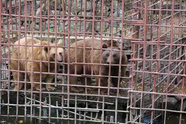 Two brown bears in tiny cage above river