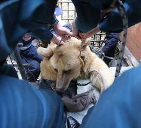 Rescuers hauling a bear out of his enclosure
