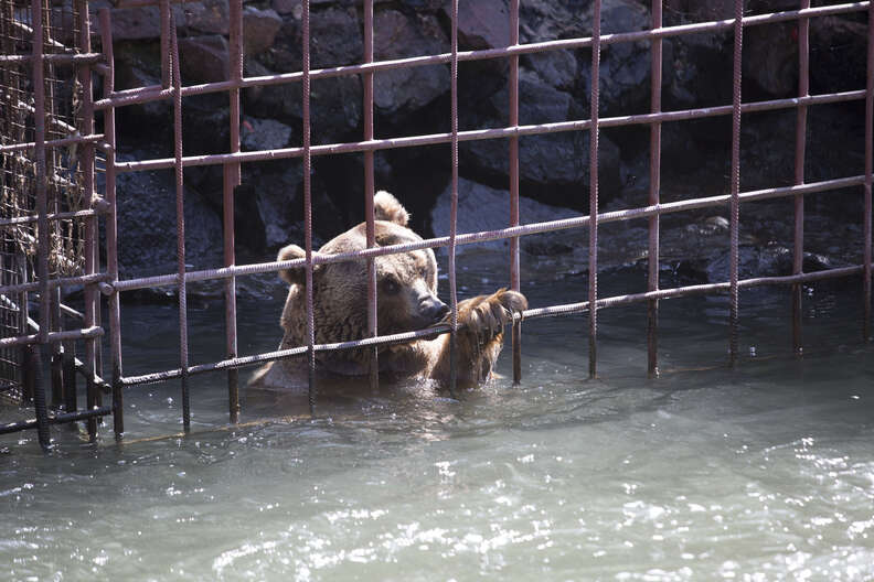 Brown bear inside cage submerged in the river