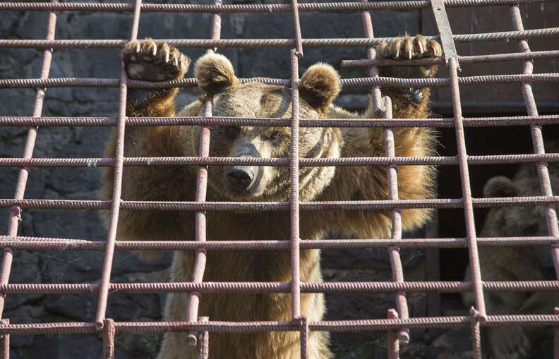 Brown bear holding onto the bars of his cage in frustration
