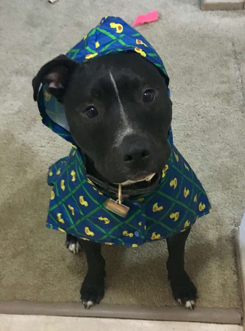 pit bull wearing a raincoat 