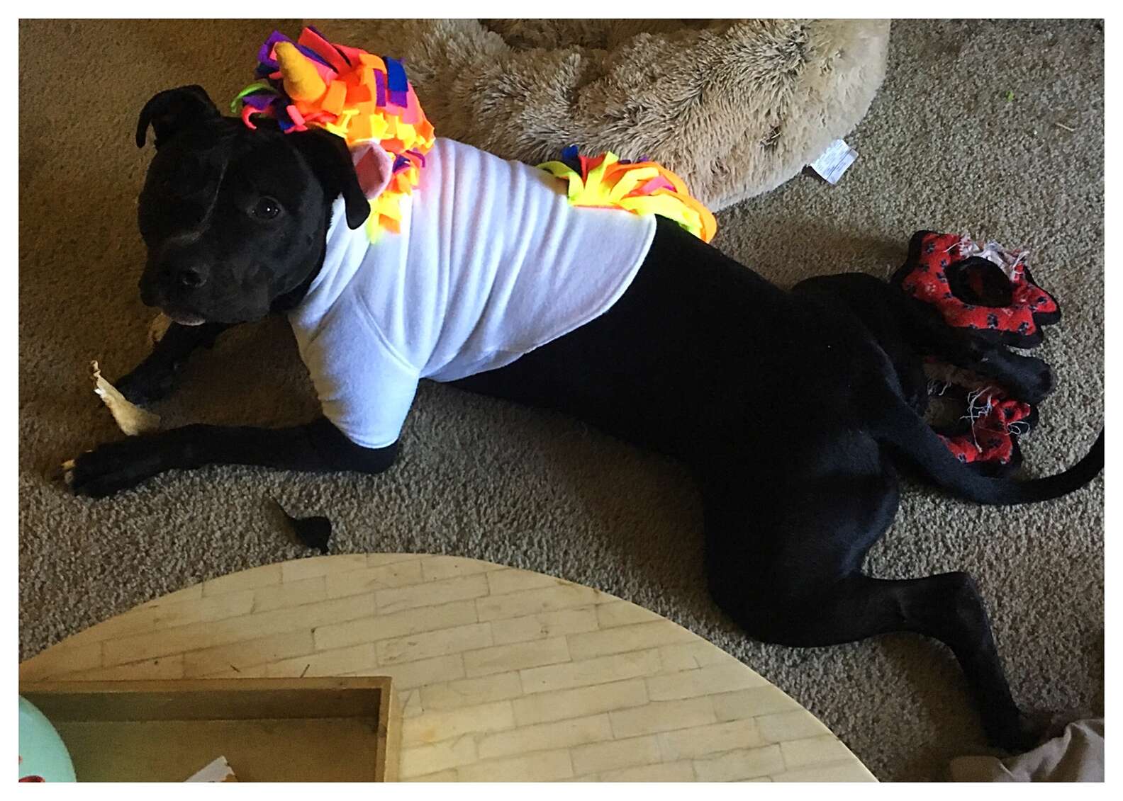 Rescue Pit Bull Loves His Rubber Ducky Raincoat - The Dodo