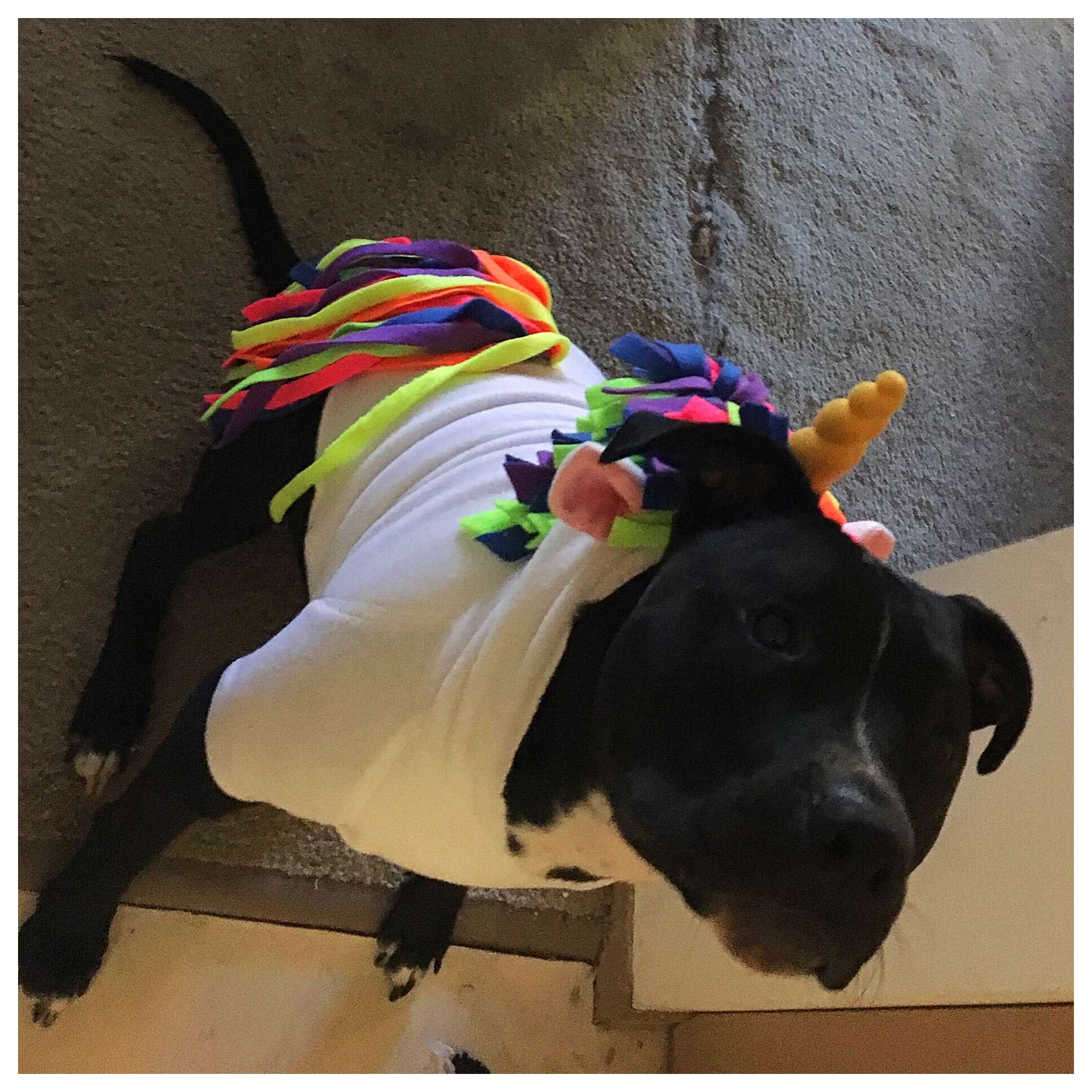 pit bull wearing a unicorn costume