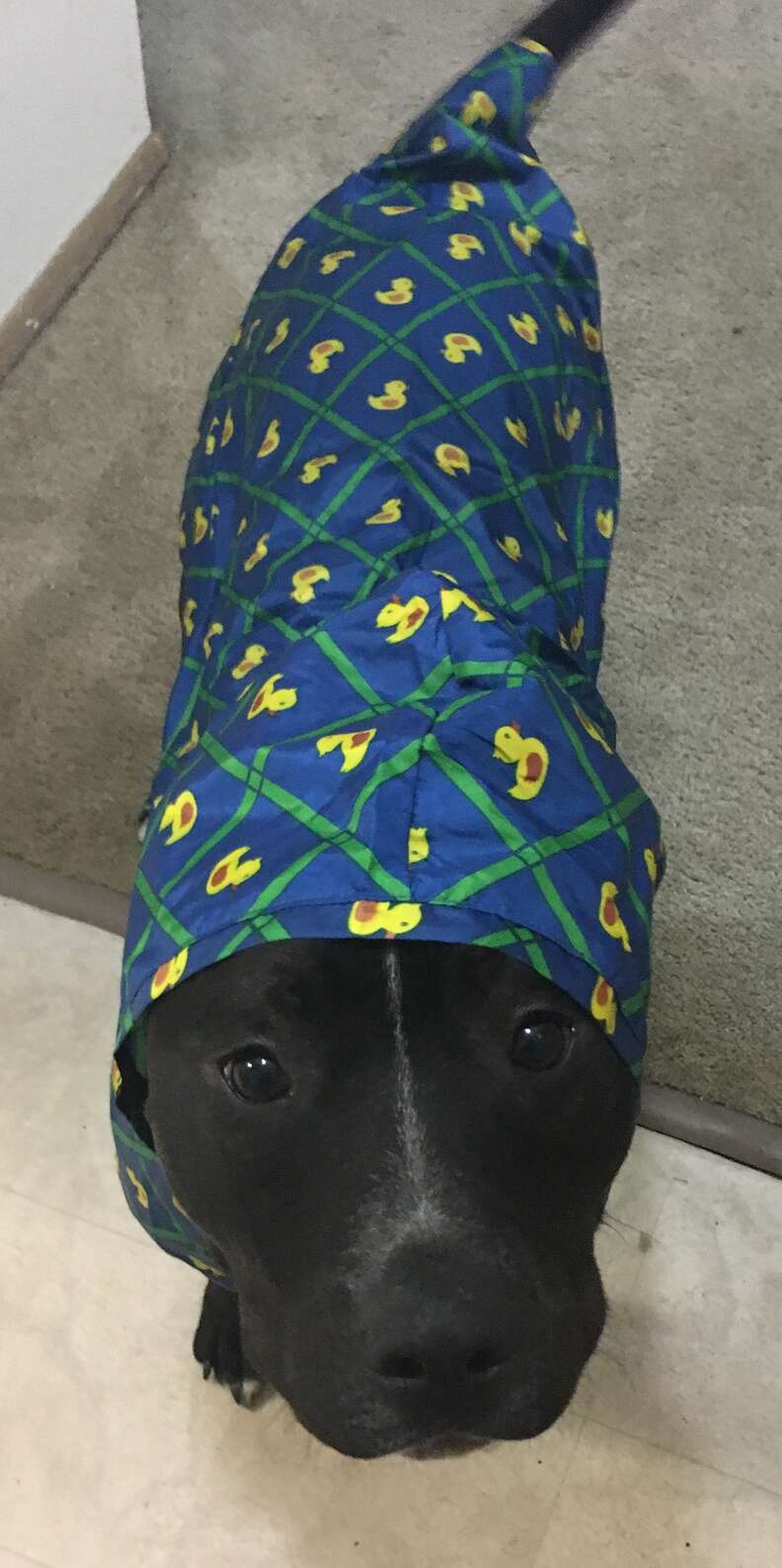 Pitbull 2024 in raincoat