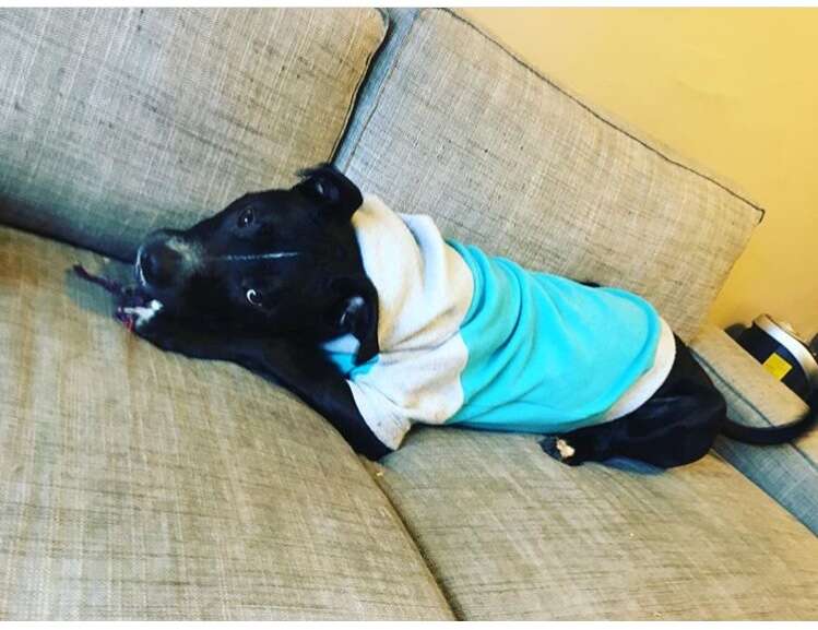 pit bull wearing a hoodie