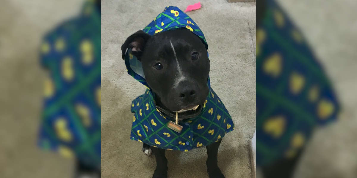 Rescue Pit Bull Loves His Rubber Ducky Raincoat The Dodo