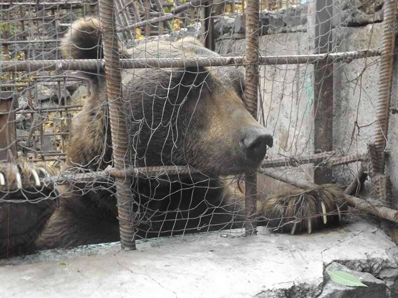 Captive brown bear staring out through bars of cage