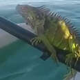  Iguana Rescued From Middle Of The Ocean