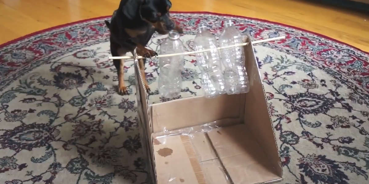 Watch This Smart Dog Solve 10 Hard Puzzles - Videos - The Dodo