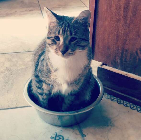 blind cat sitting in water bowl