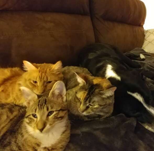 blind cat and her siblings