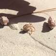 Homeless Hermit Crab Gets Help From Nice Beachgoers 