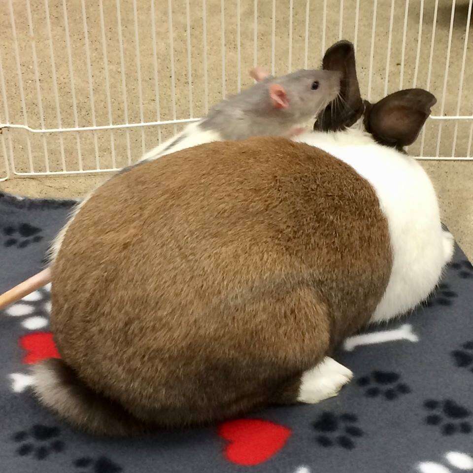 bunny and rat best friends