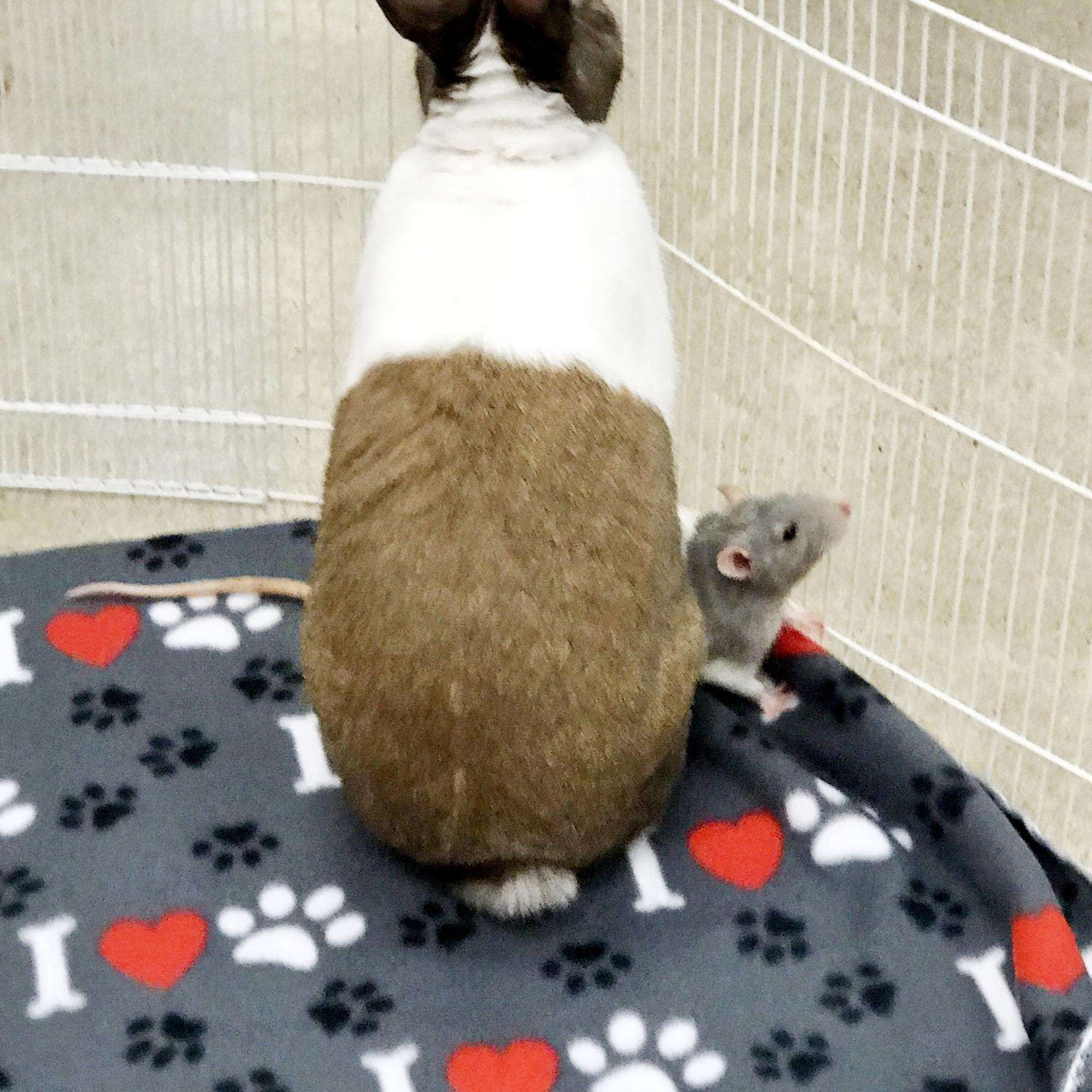 rat and bunny best friends