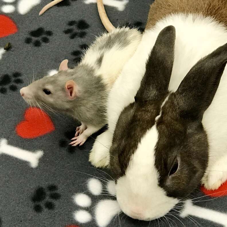 Anamils Rats And Rabbits Rat And Bunny Best Friends Can't Stand To Be Apart - The Dodo