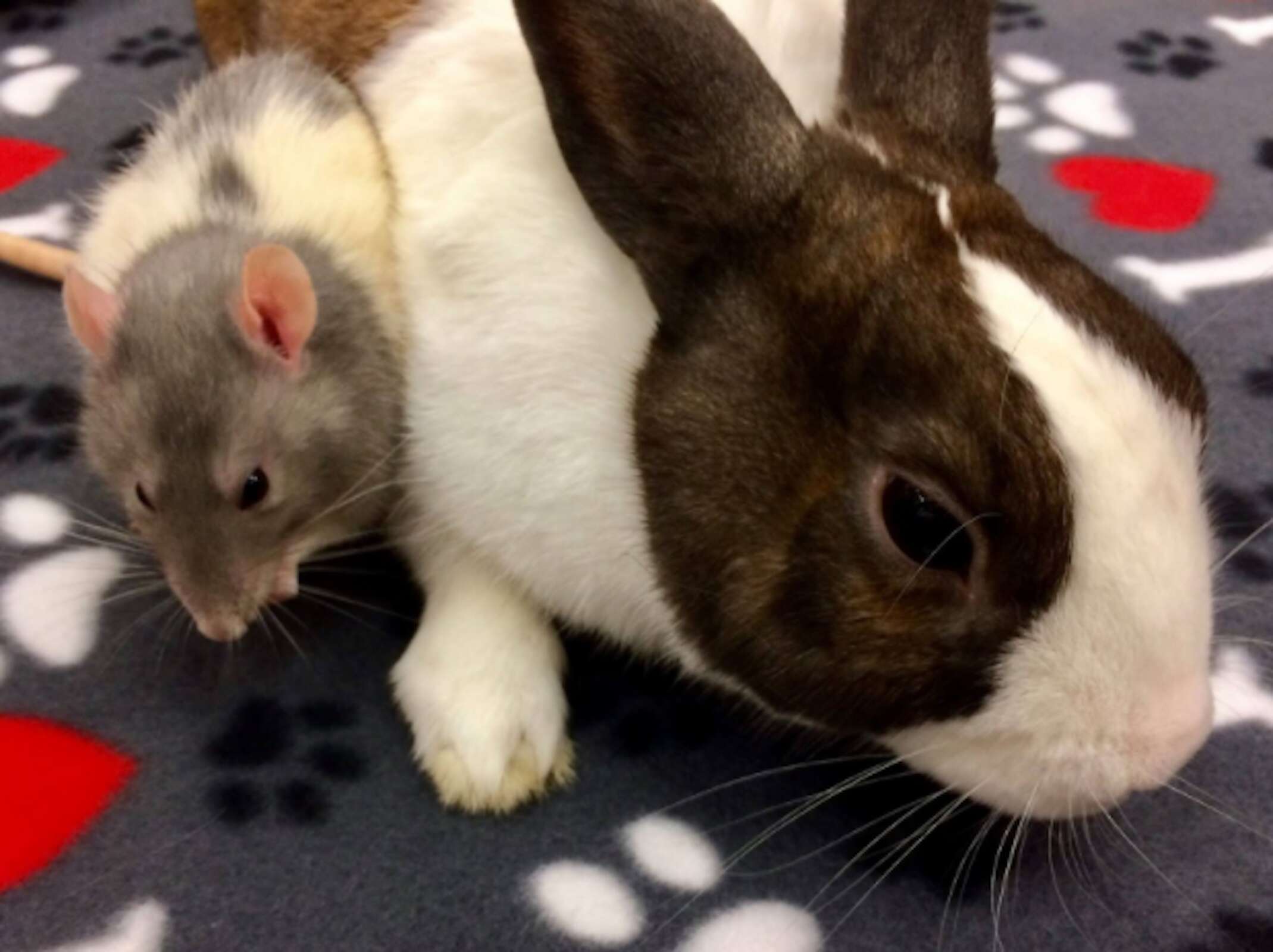 bunny and rat best friends