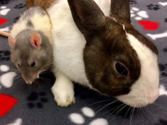 bunny and rat best friends