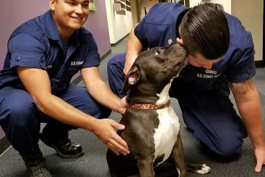 pit bull mix, Savior, kisses two coast guards
