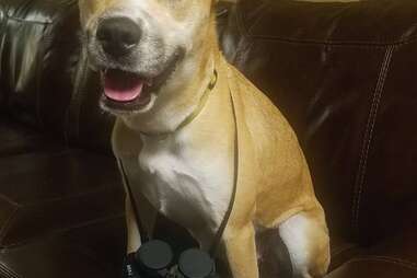 Foster dog Bayley with binoculars