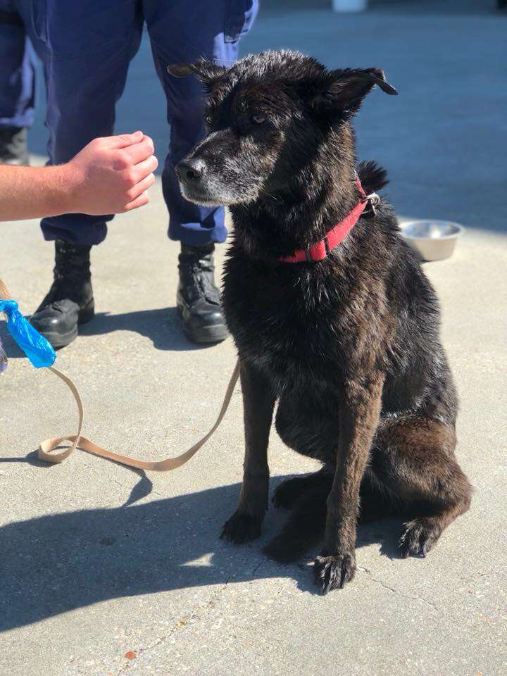wet dog rescued from lake