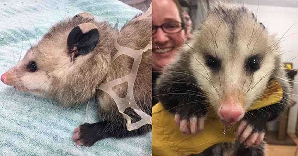 opossum rescue littering animals