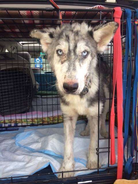 Rescued husky in crate