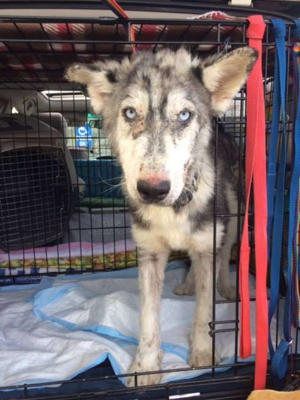 Sick Husky On California Highway Waited For Help - The Dodo