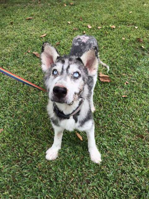 Rescued husky in grassy yard