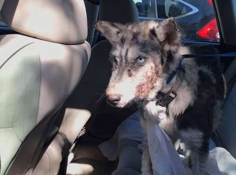 Sick husky inside car after being rescued