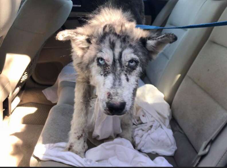 Sick husky inside car after being rescued