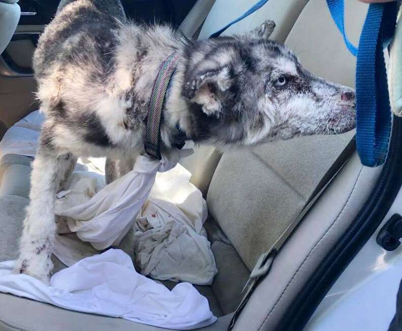 Sick husky inside car after being rescued