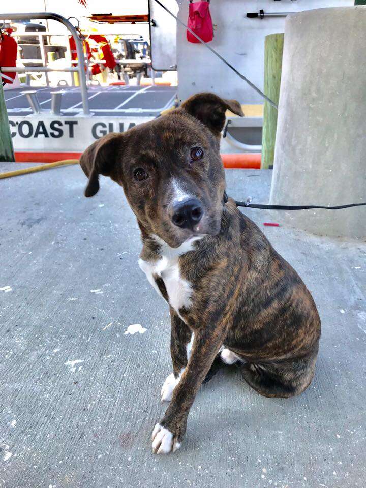 foster dog with coast guard sign