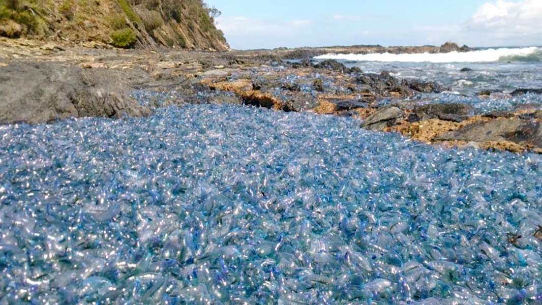 Poisonous Jellyfish Like Blue Bottles Found On Australian Shore Thrillist