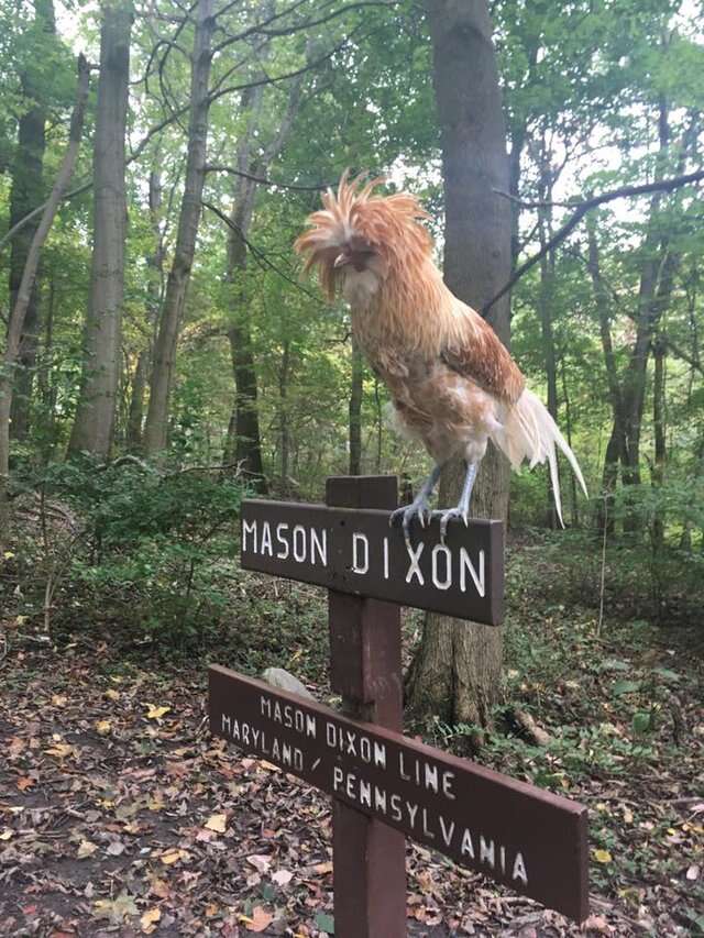 Polish-crested rooster on Appalachian Trail