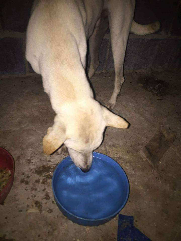 Rescued dog drinking water