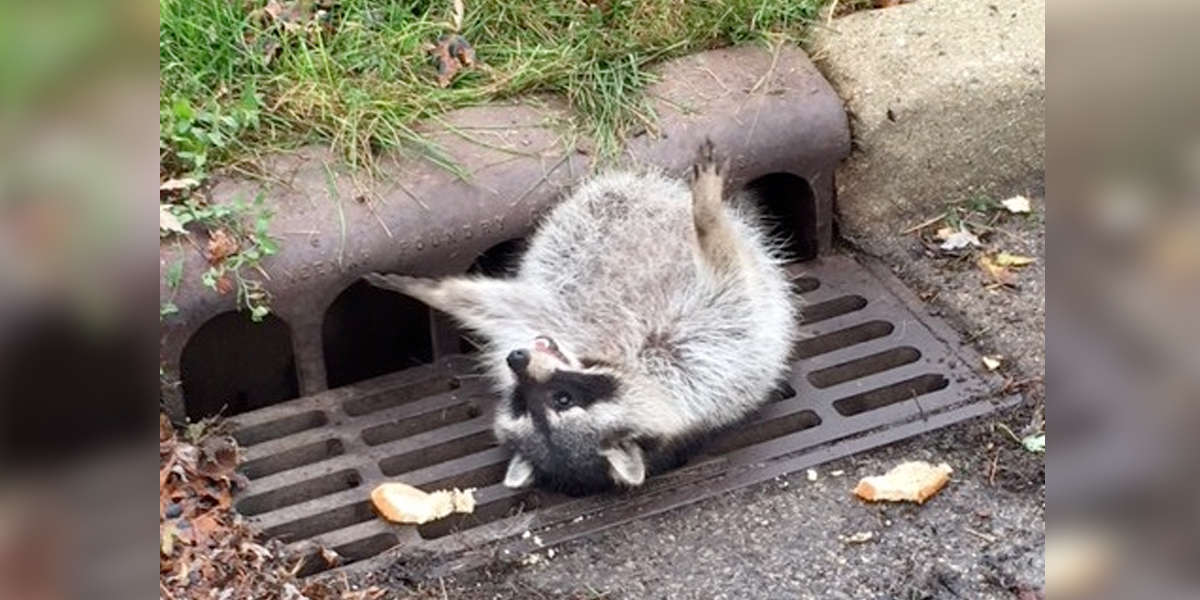 Fat Raccoon Rescued After Getting Stuck In Illinois Storm Drain The Dodo
